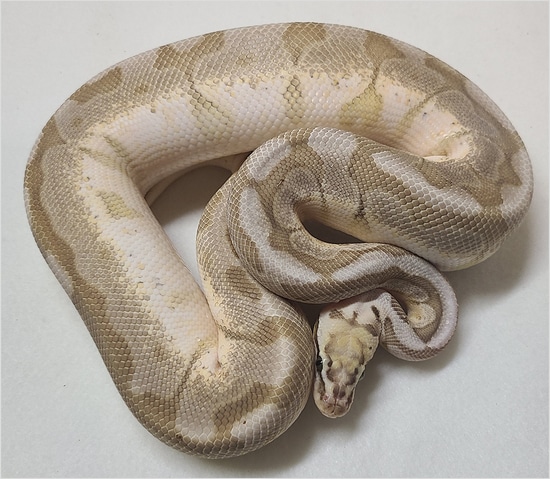 Killer Queen Bee Ball Python by Northwest Reptiles