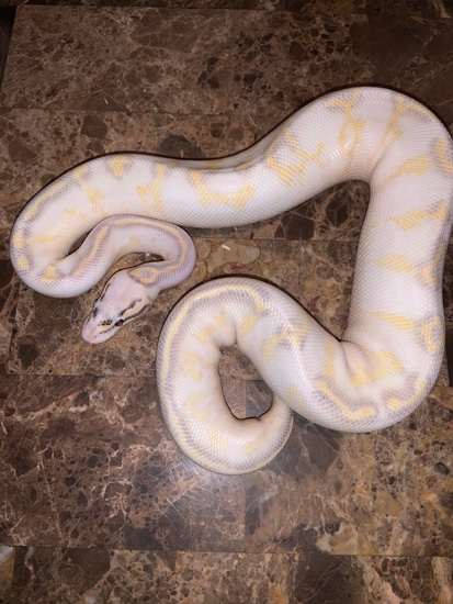 Super Pastel Highway Ball Python by Snake Room 305