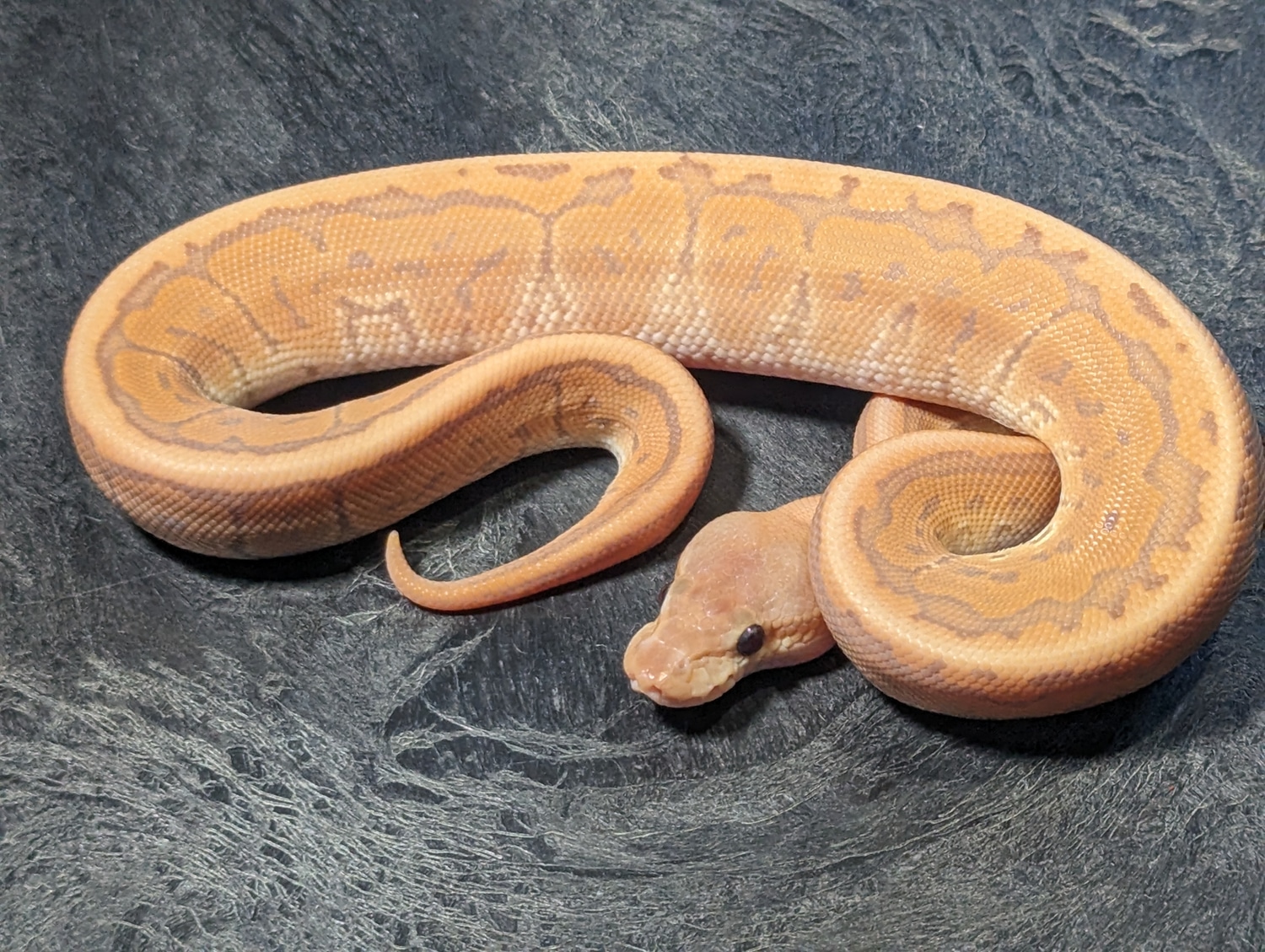 Male Pinstripe Cinnamon Ultramel Ball Python by Nyoka Ball Pythons ...
