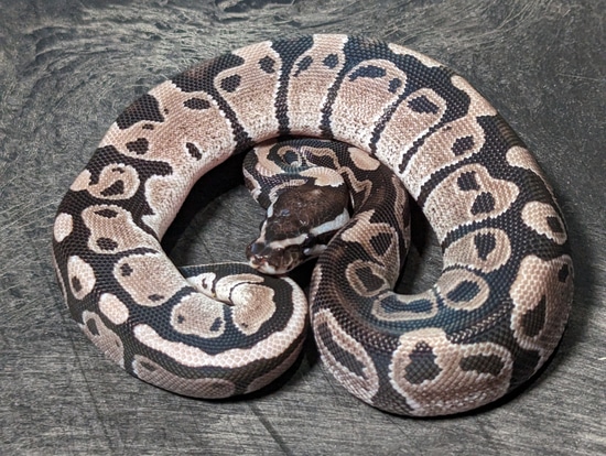 Male MJ Axanthic 50% Het Pied Ball Python by Nyoka Ball Pythons