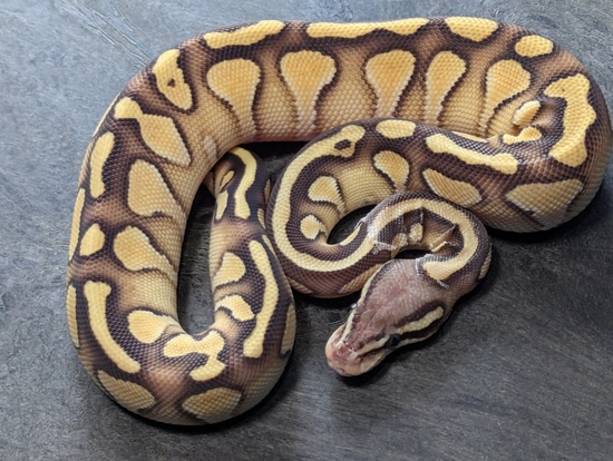 Female Lesser Super Pastel Ball Python by Nyoka Ball Pythons