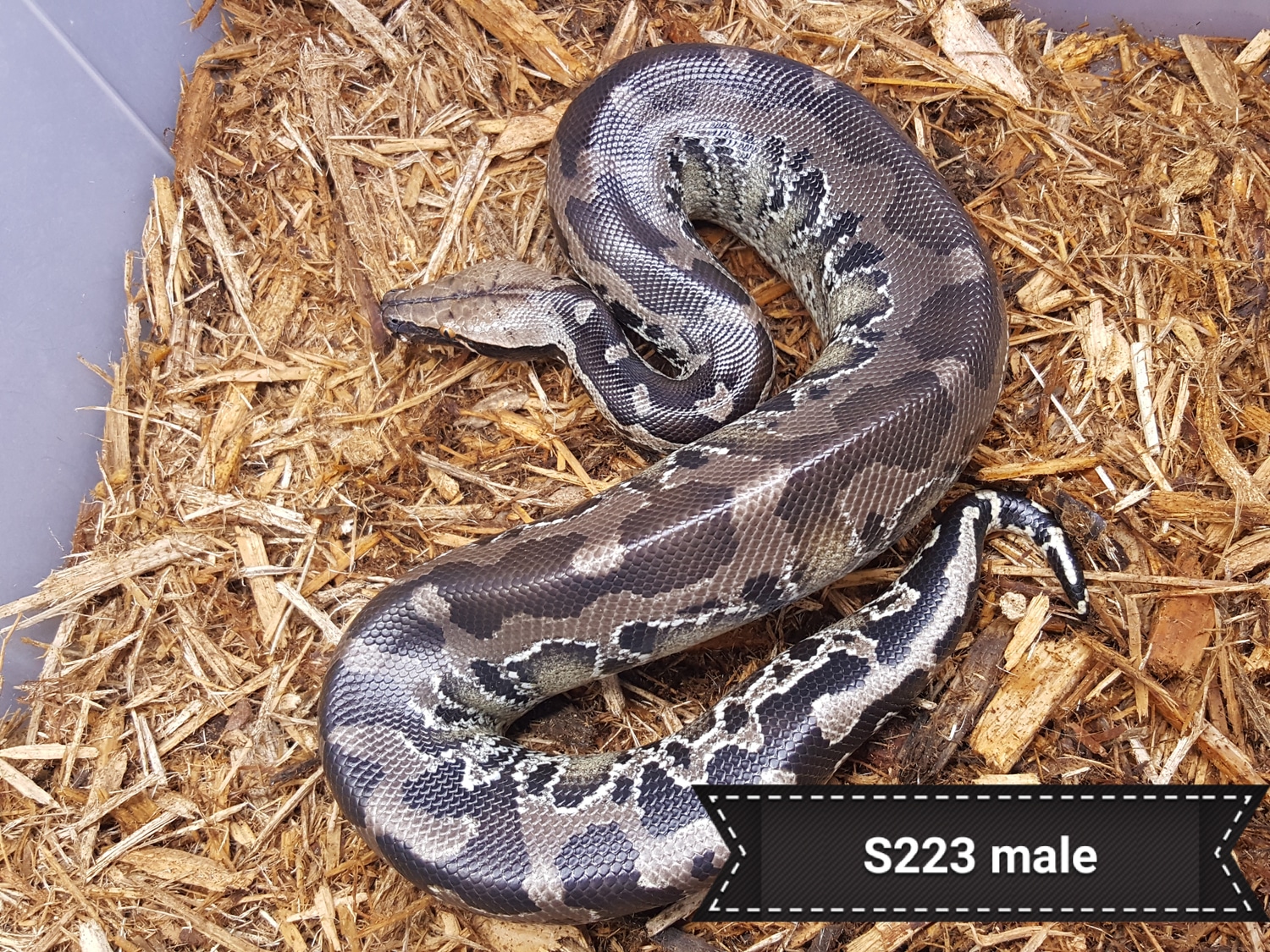 Chrome Dome Short Tails Sumatran Short-tailed Python by Bio Boutique ...