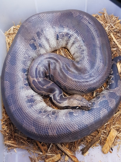 Proven! Sumatran Short Tail Python Sumatran Short-Tailed Python by Bio ...