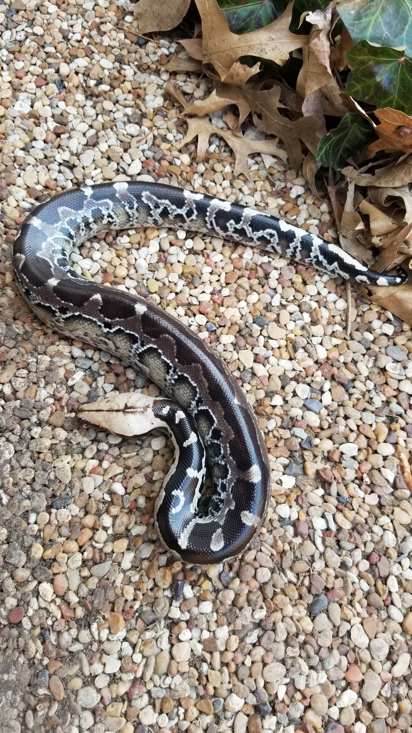 Chrome Head Sumatrans Sumatran Short-tailed Python by Bio Boutique ...