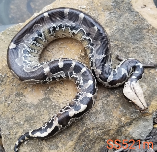 Chrome Head Sumatran Short Tail Python Sumatran Short-Tailed Python by ...