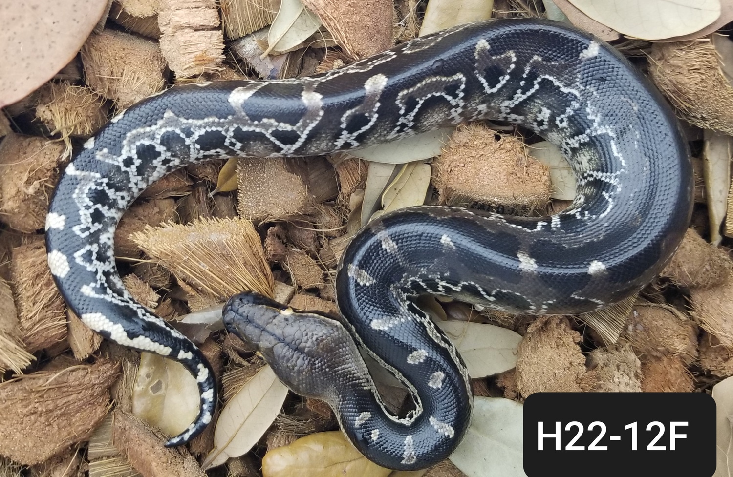 Black Sumatran Short-tailed Python by Bio Boutique - MorphMarket