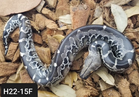 Black Sumatran Short Tail Python Sumatran Short-Tailed Python by Bio ...