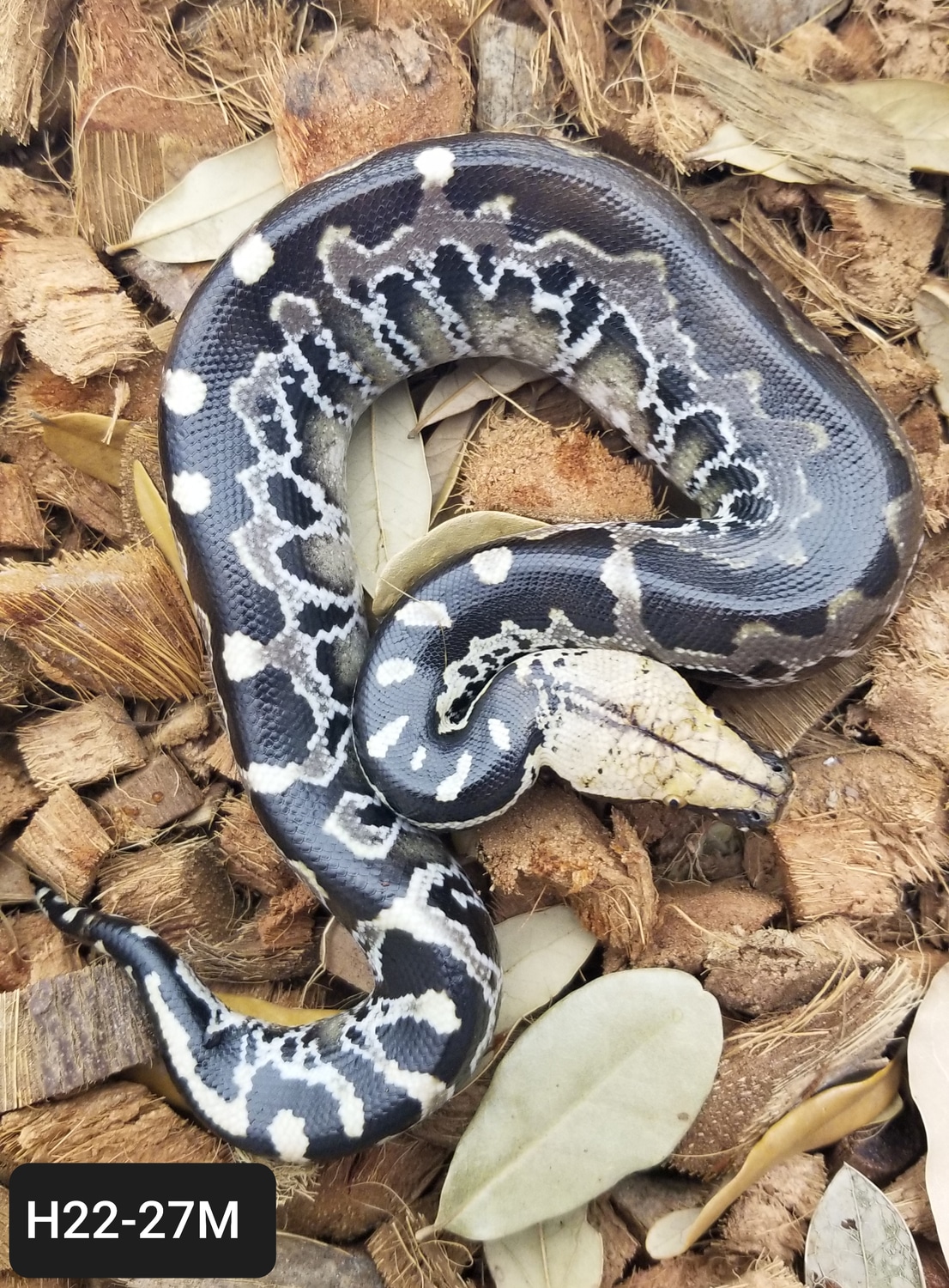 Chrome Sumatran Short-tailed Python by Bio Boutique - MorphMarket