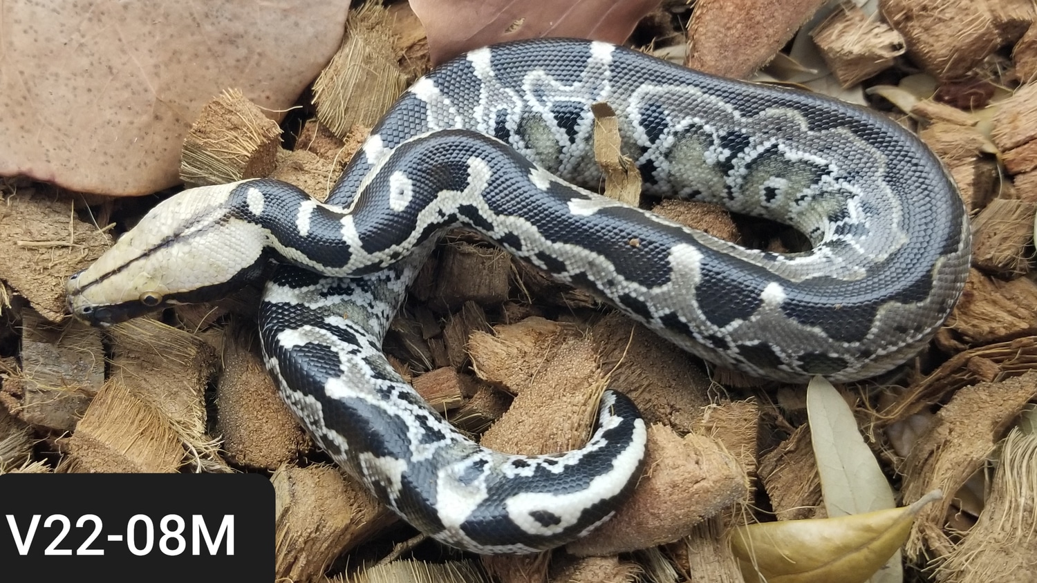 Chrome Sumatran Short-tailed Python by Bio Boutique - MorphMarket