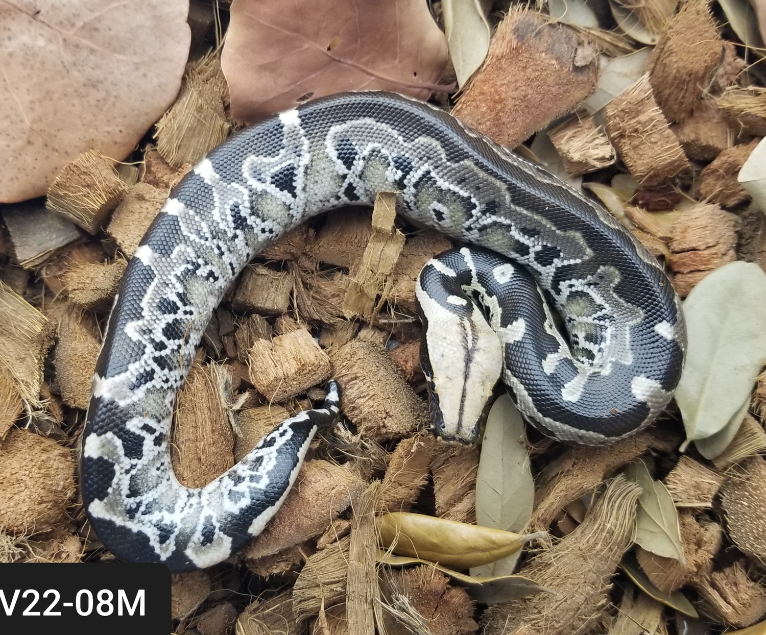 Chrome Sumatran Short-tailed Python by Bio Boutique - MorphMarket