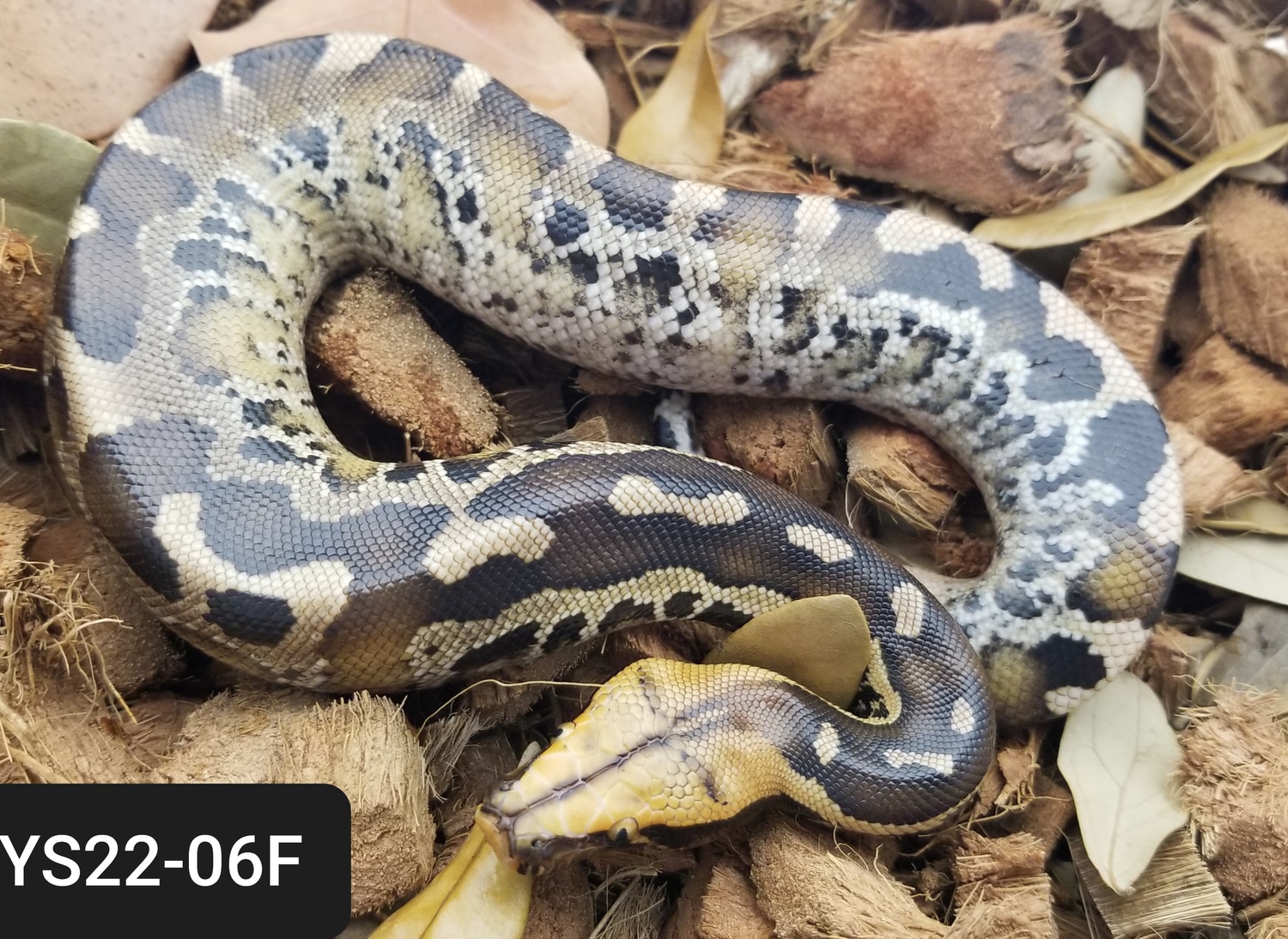 Pumpkin Head Sumatran Short-tailed Python by Bio Boutique - MorphMarket