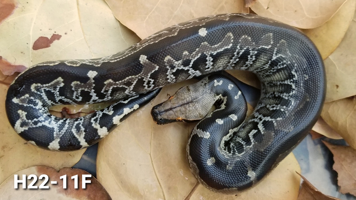 Black Sumatran Short-tailed Python by Bio Boutique - MorphMarket