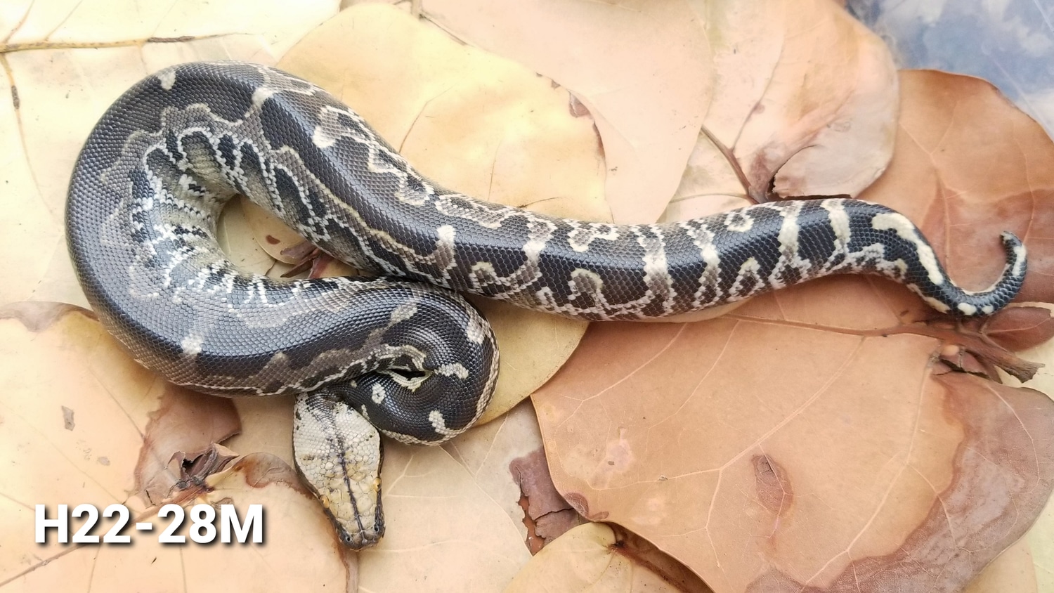 Chrome Sumatran Short-tailed Python by Bio Boutique - MorphMarket
