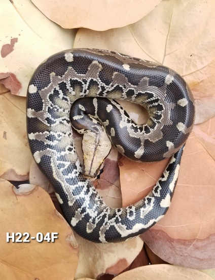 Chrome Sumatran Short Tail Python Sumatran Short-Tailed Python by Bio ...