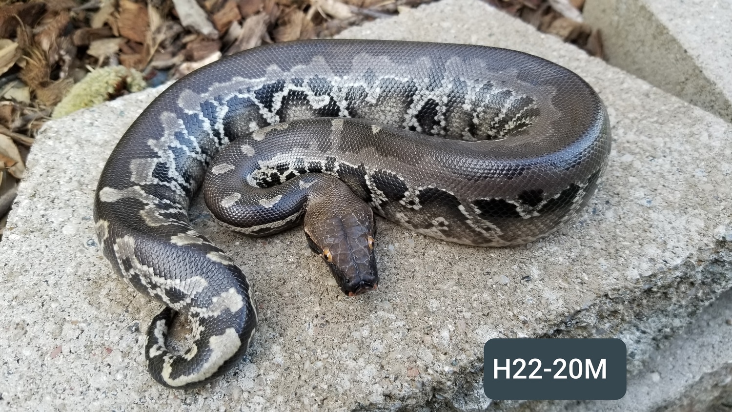 Black Sumatran Short-tailed Python by Bio Boutique - MorphMarket