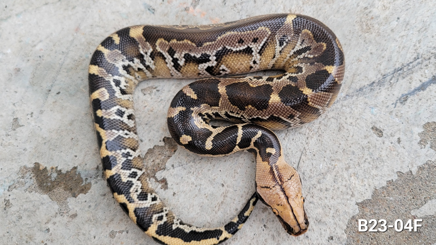 Chrome Dome Sumatran Short-tailed Python by Bio Boutique - MorphMarket