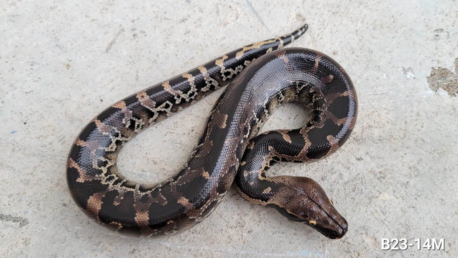 Black Metal Sumatran Short-Tailed Python by Bio Boutique - MorphMarket