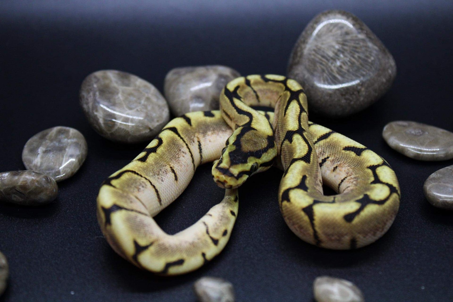 Cinnamon Enchi Spider Ball Python by O Balls Ball Pythons MorphMarket