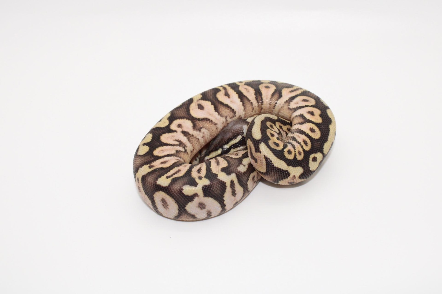 Super Pastel Ball Python by O Balls Ball Pythons - MorphMarket