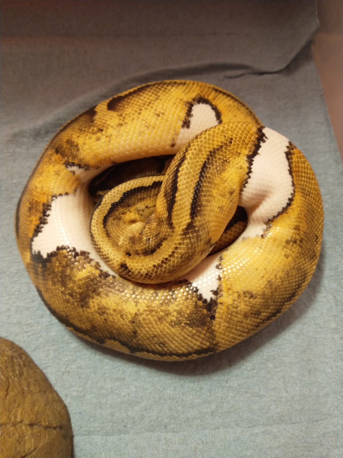 Pastel Pied Ball Python by Olivia Augustine - MorphMarket