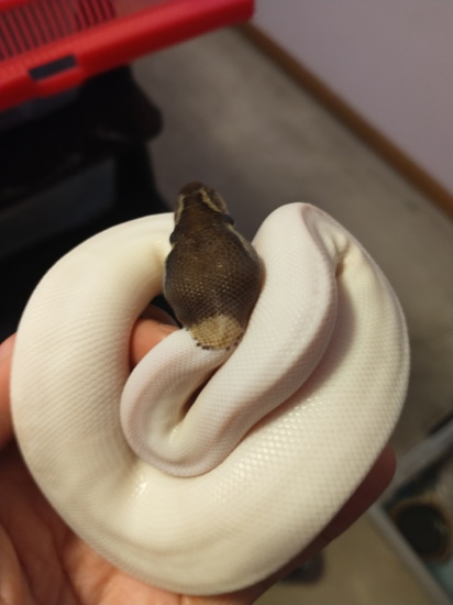 Mojave Pied Ball Python by Tangled Tails Exotics