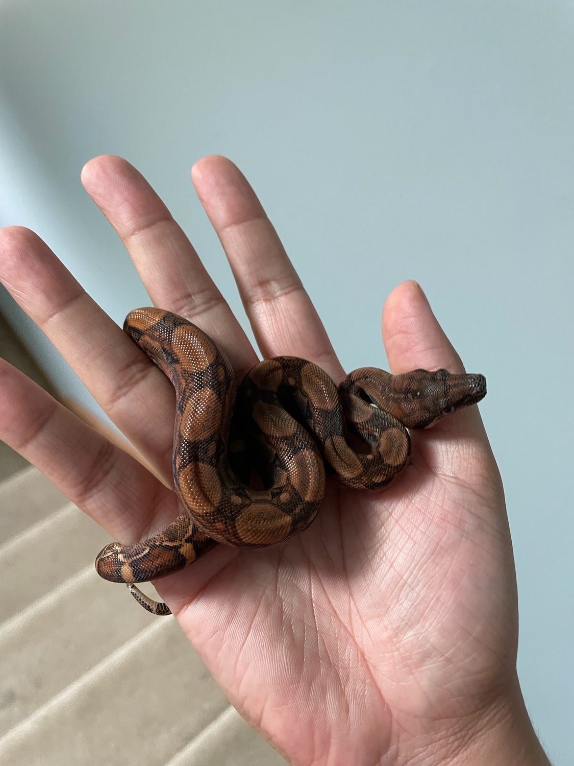 Ron St. Pierre Line Blood Boa Boa Constrictor by Olivia Augustine MorphMarket