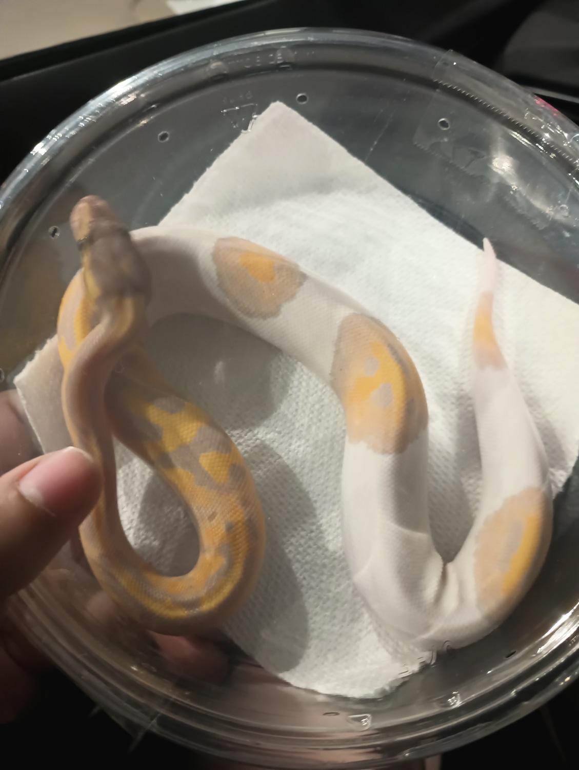 Banana Pied Ball Python by Olivia Augustine MorphMarket