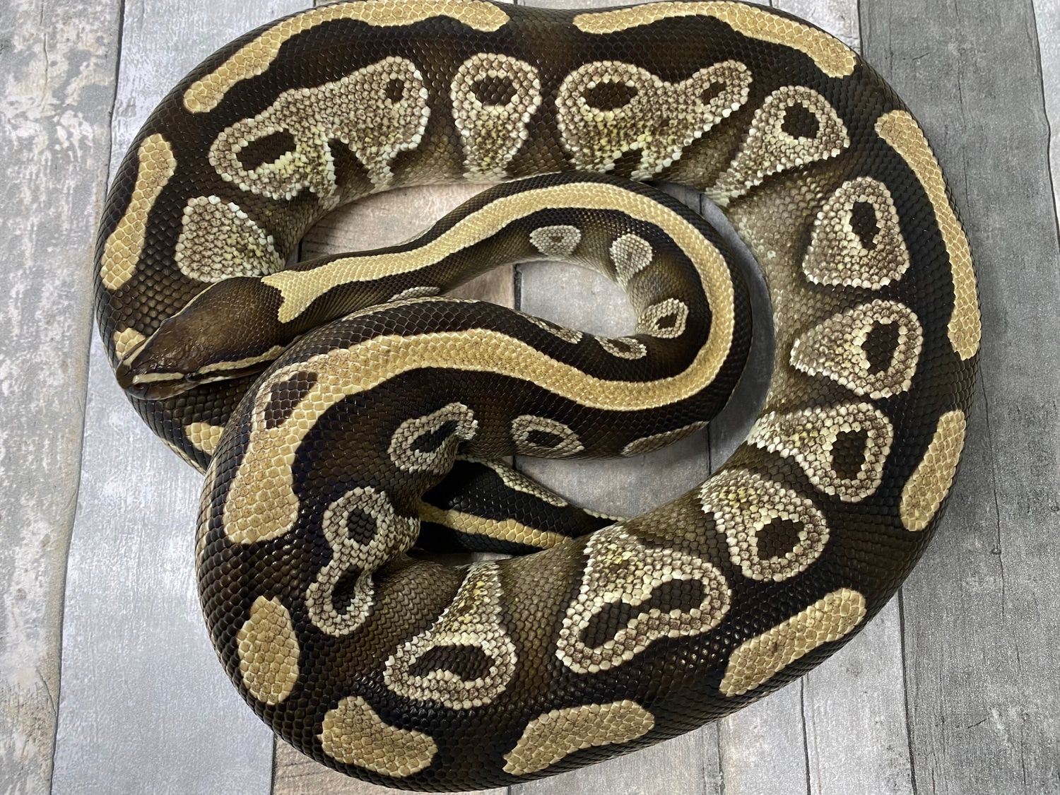 Mojave Het Tri- Stripe Ball Python by Noe Reptiles - MorphMarket