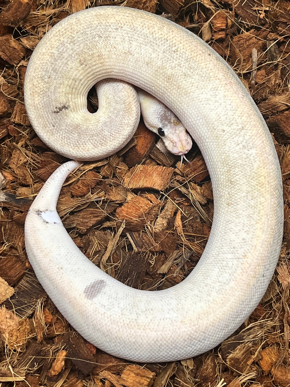 BH Super Pastel Champagne Ball Python by Oblivion Exotics - MorphMarket