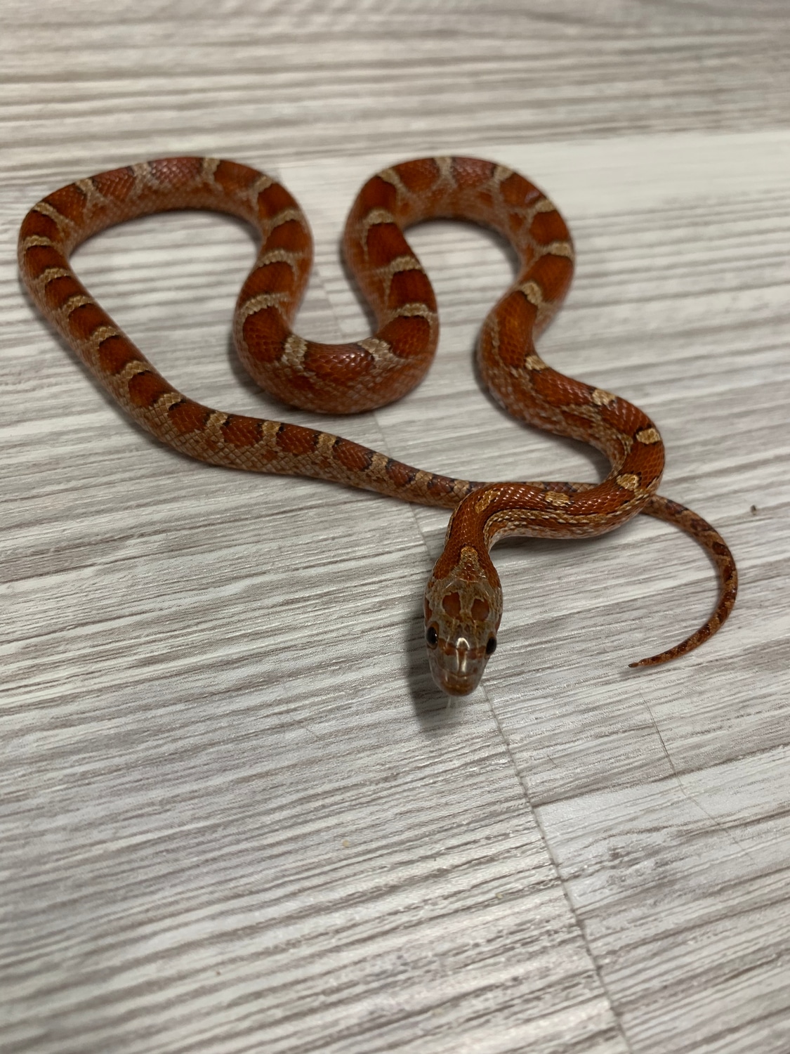Yearling Diffused Pos. Het Scaleless Corn Snake by Boxcar Exotics