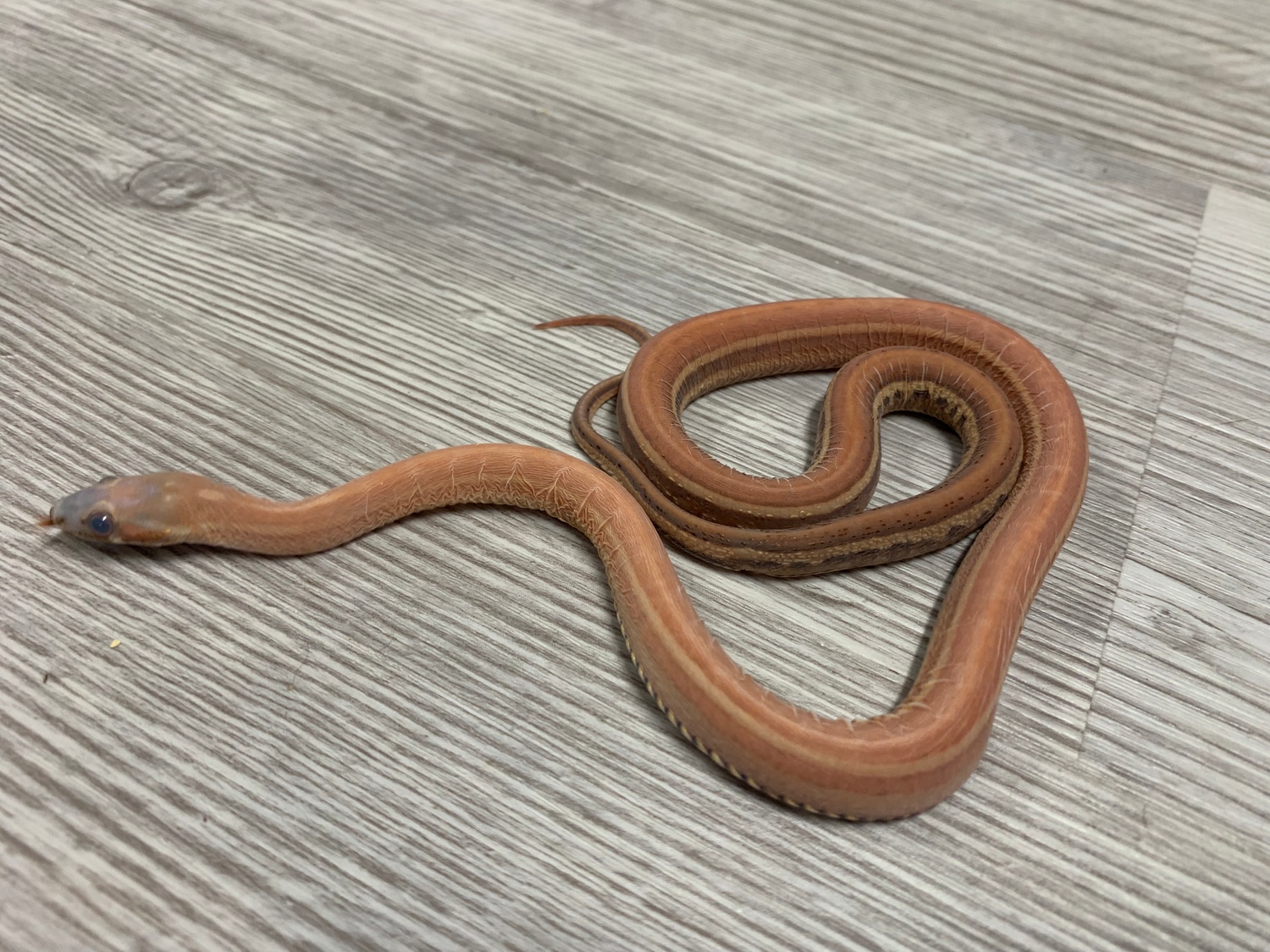 Sale! Scaleless Tessera Corn Snake by Boxcar Exotics - MorphMarket