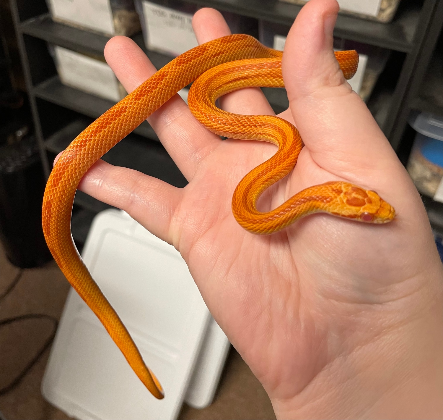 Yearling! Amel Stripe Corn Snake by Boxcar Exotics MorphMarket