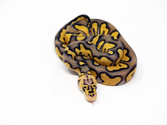 killer clown ball python animal facts - python regius... Chocolate Killer Clown Ball Python by Obscure Exotics