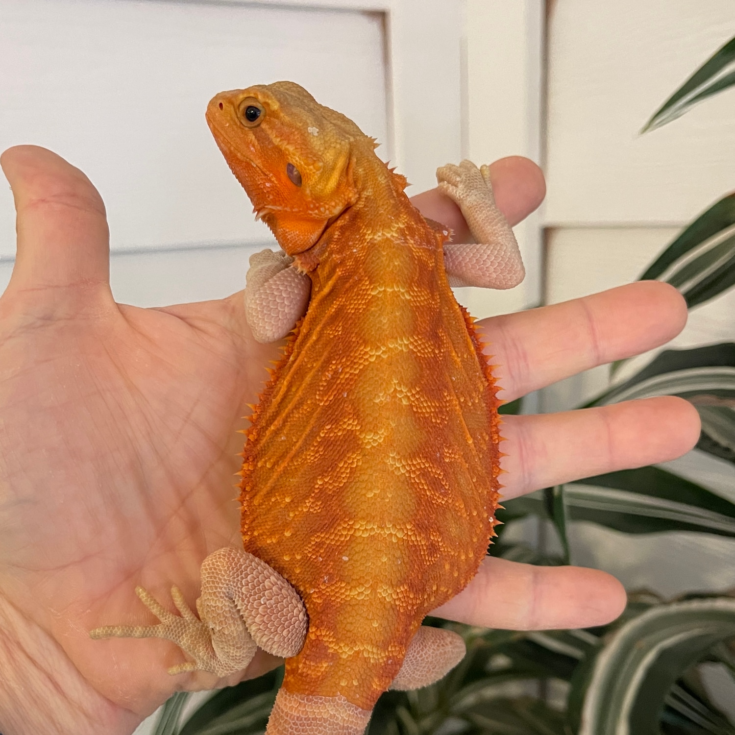 Holdback Hypo Trans Leatherback Central Bearded Dragon by Spitfire