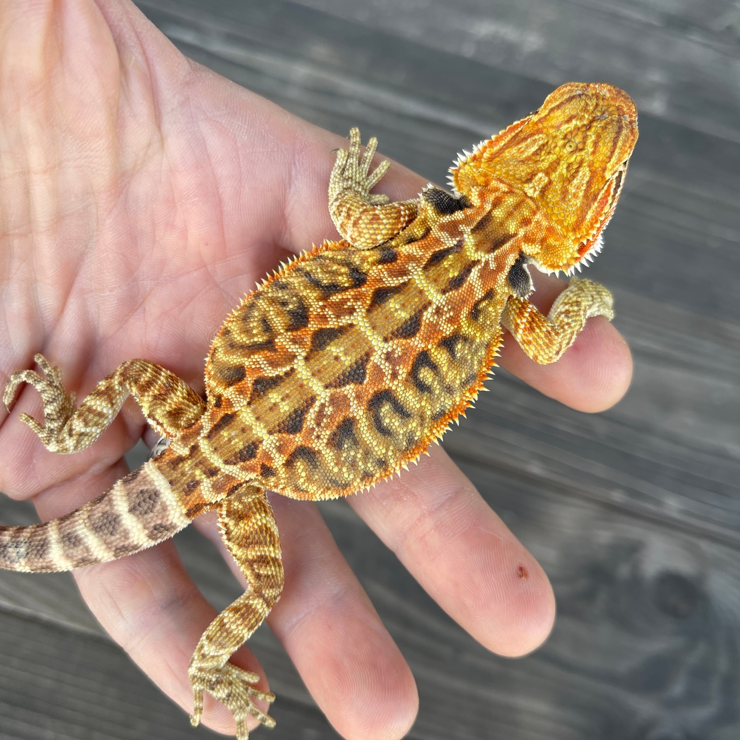 Leatherback 100 Het Hypo/Trans, Possible Het Wits/Zero Central Bearded Dragon by Spitfire