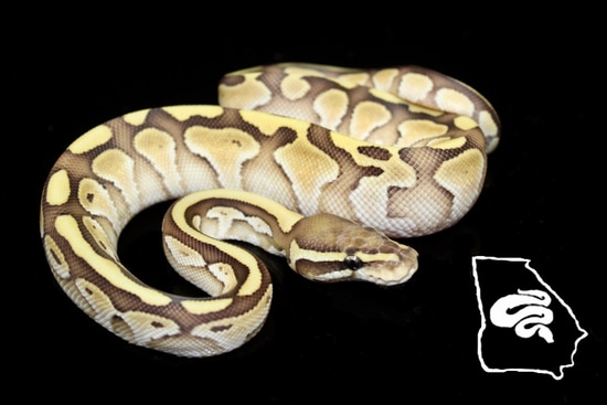 Butter Ball Python by Ocmulgee Reptiles LLC