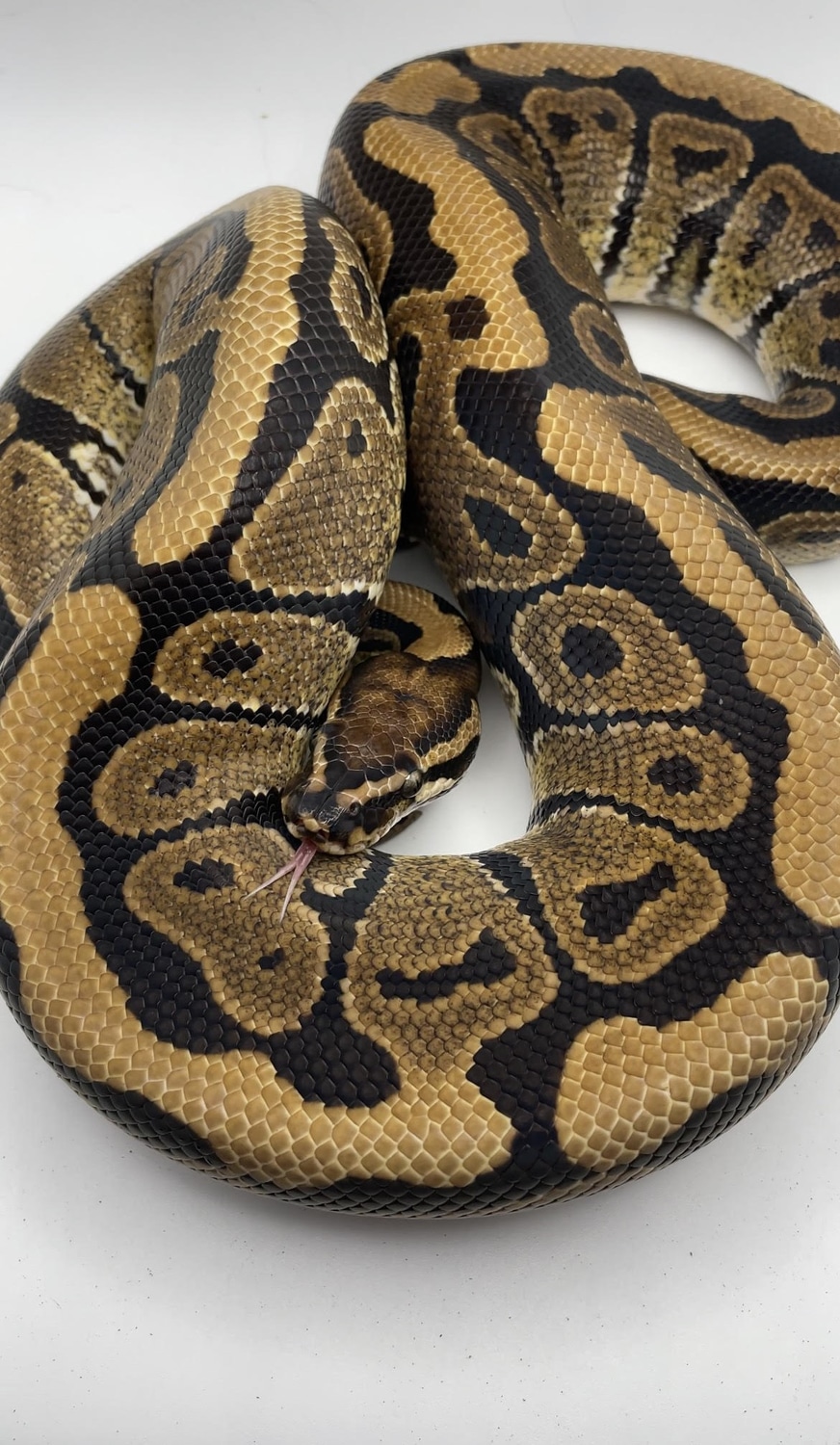 Normal Ball Python by October Exotics - MorphMarket