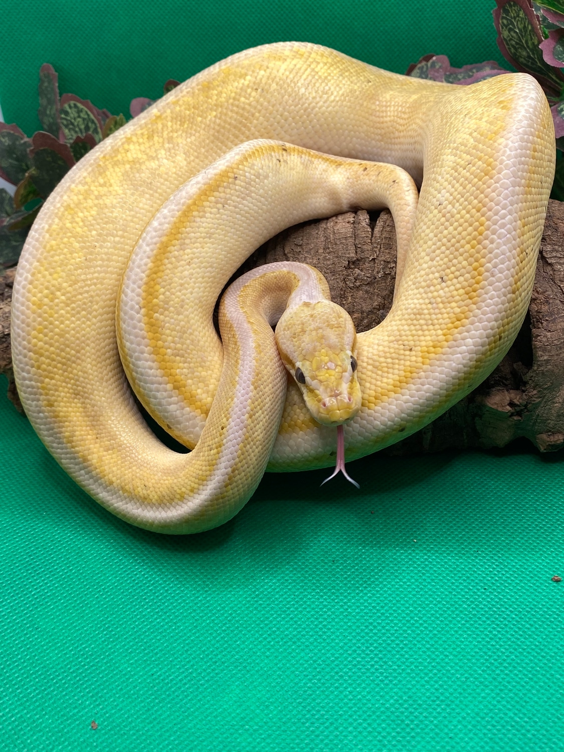 Banana Genetic Stripe Cinnamon Pastel Ball Python by Goofball Exotics ...