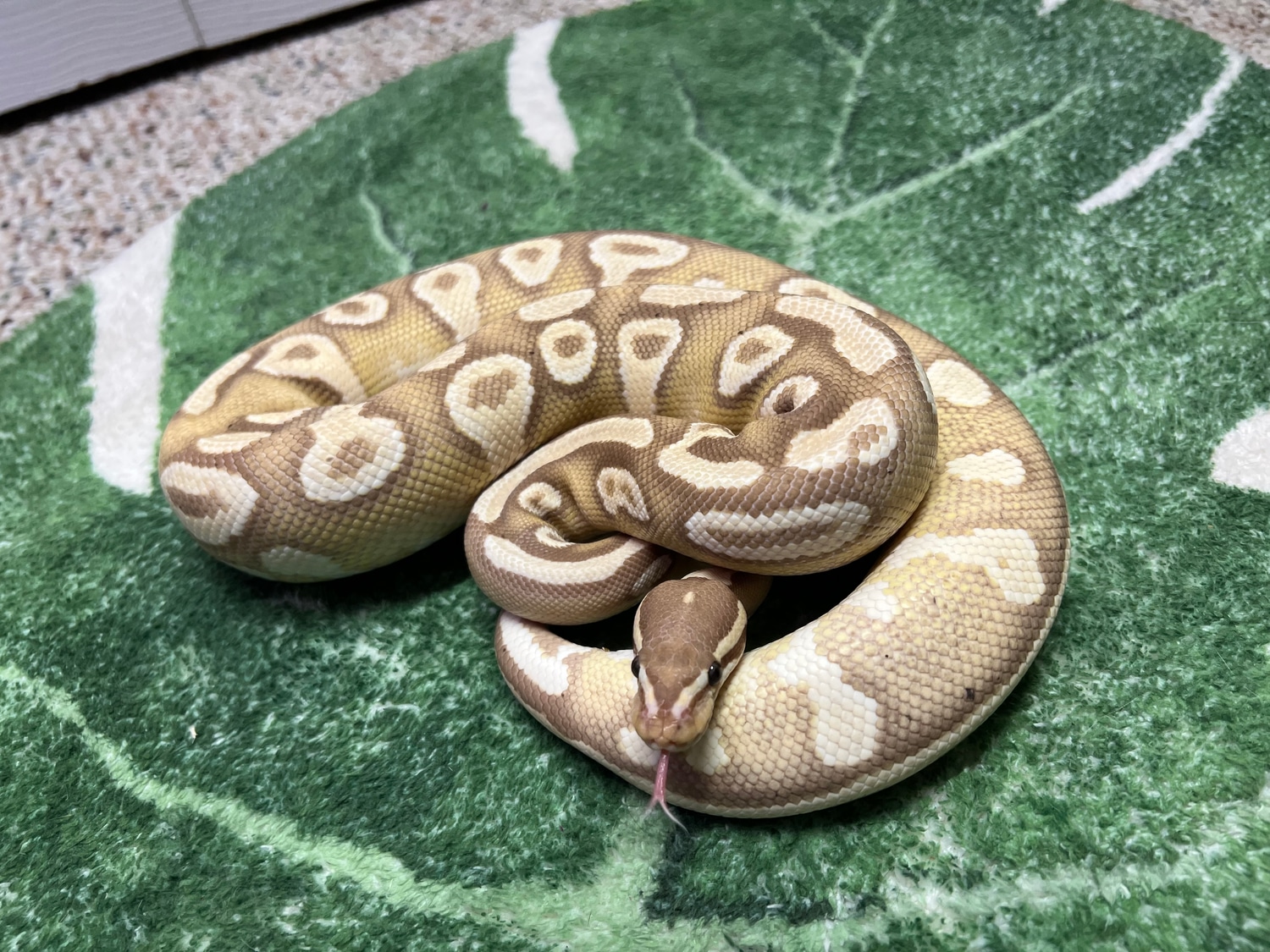 Banana Mojave Yellow Belly Orange Dream Ball Python by Odin's Lair