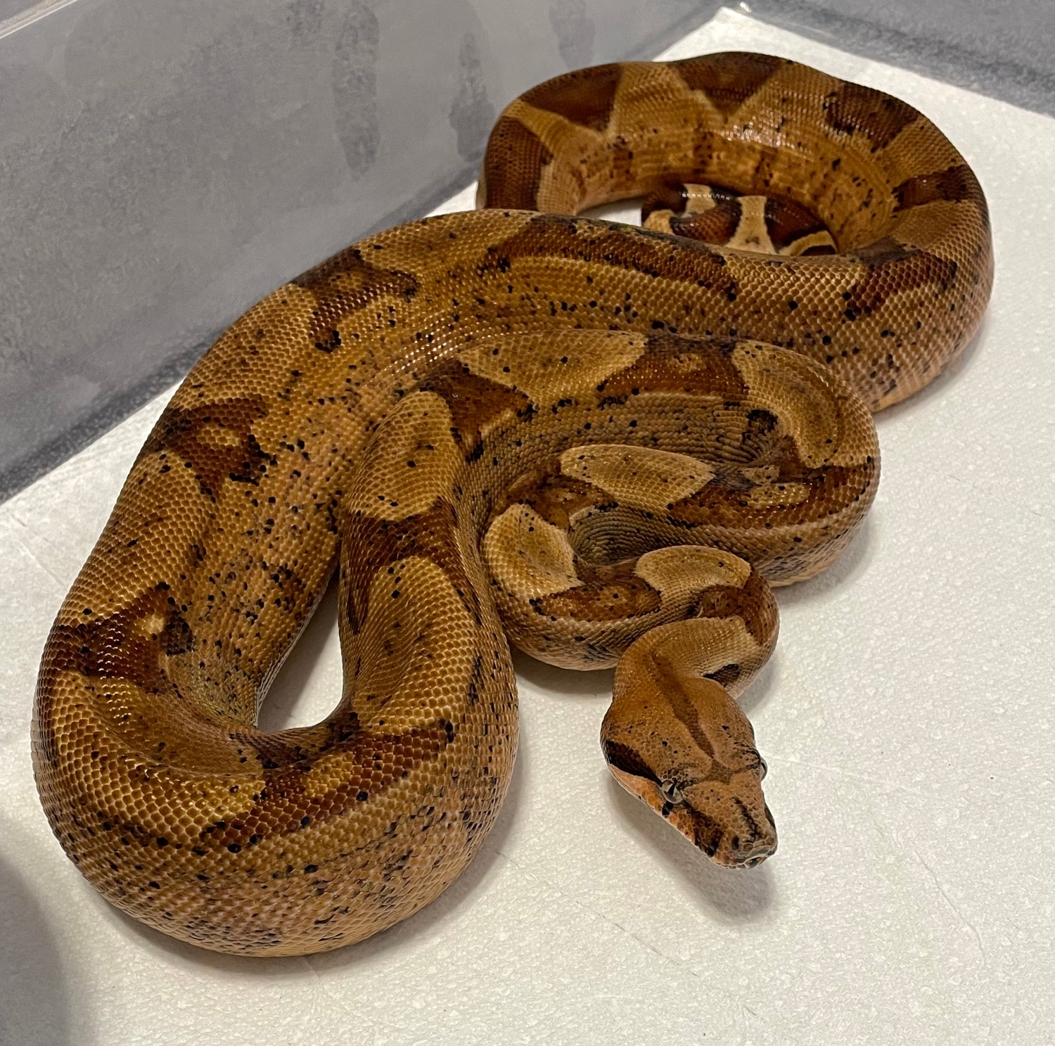 Hypo Jungle DH VPI Blood Boa Constrictor by Anglin Exotics - MorphMarket