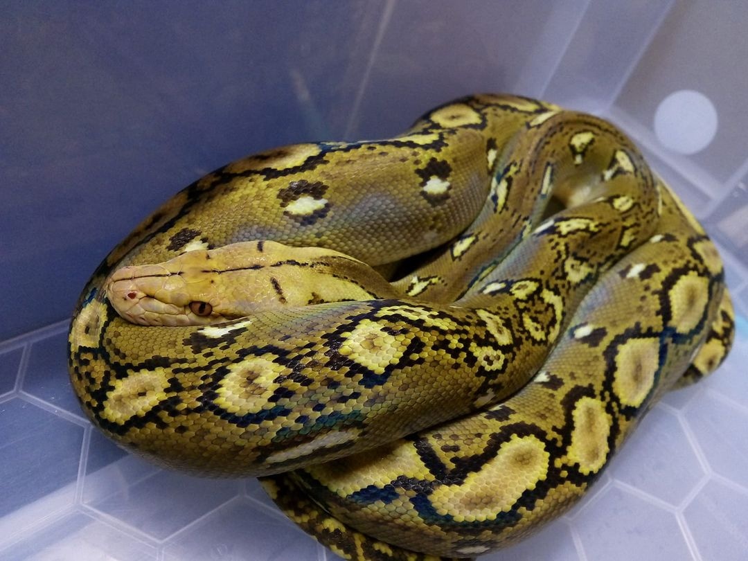 Phantom Het White Reticulated Python by Odyssey reptiles - MorphMarket