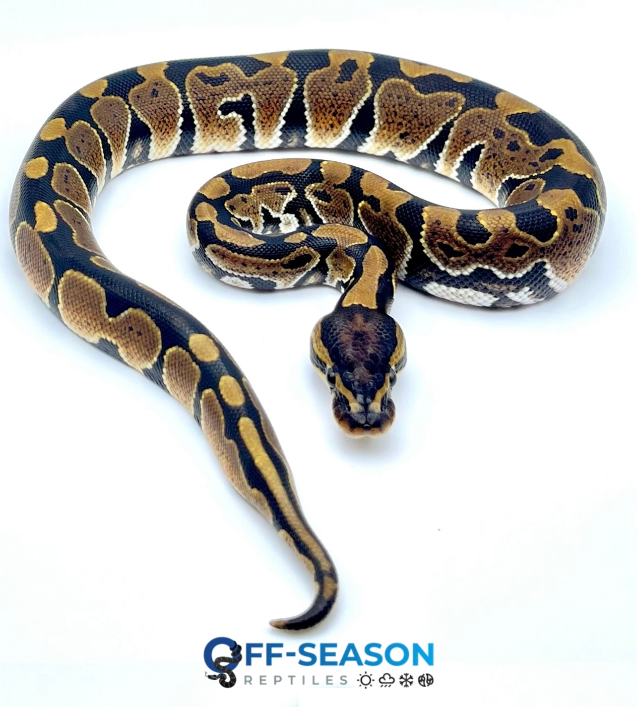 Normal Ball Python by Off Season Reptiles - MorphMarket