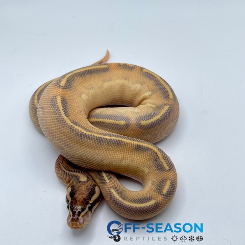 Orange Ball Python Slithering Orange Dream Highway Ball Python by Off Season Reptiles