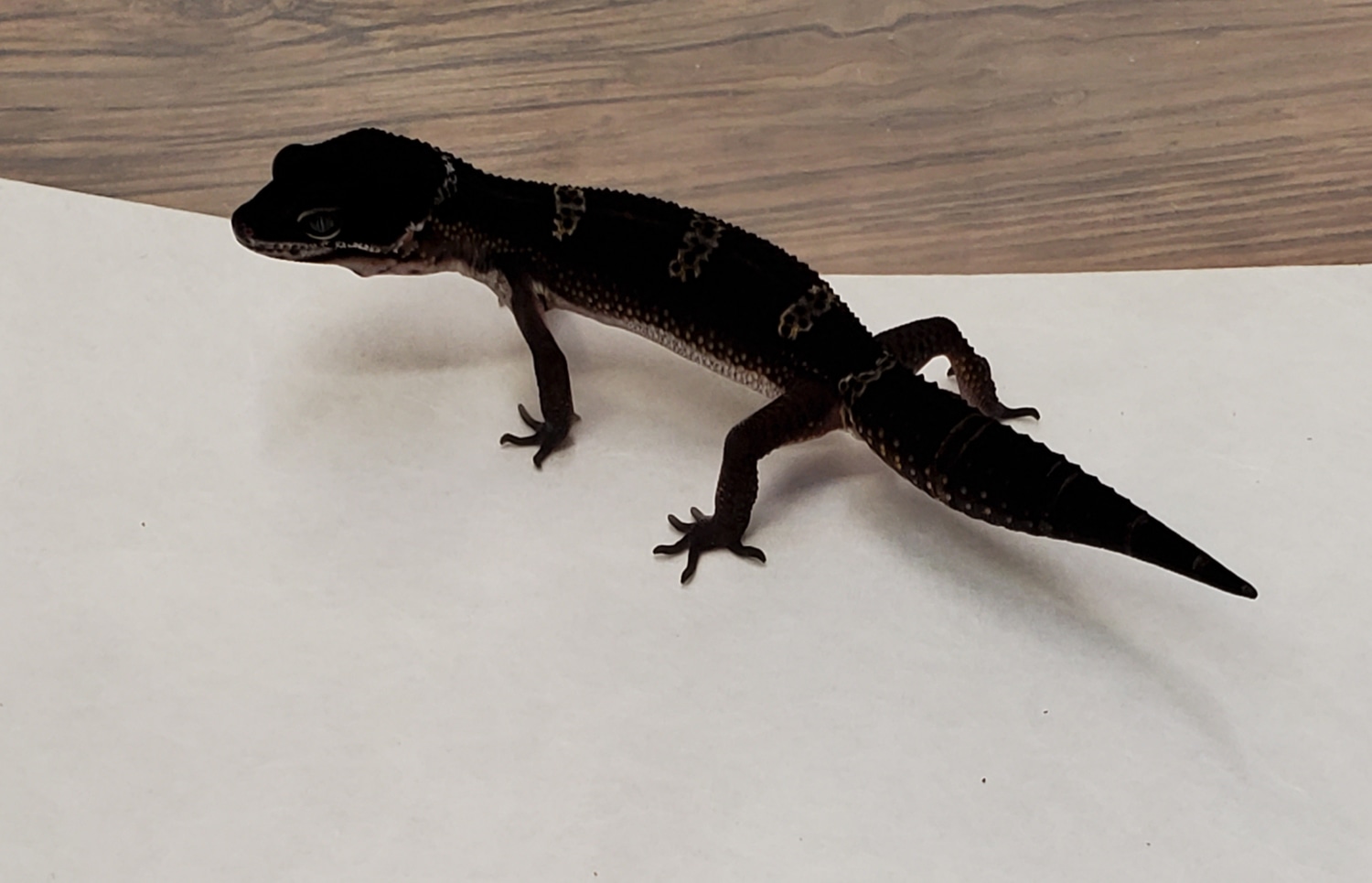 Black Night Leopard Gecko by OG Reptiles MorphMarket