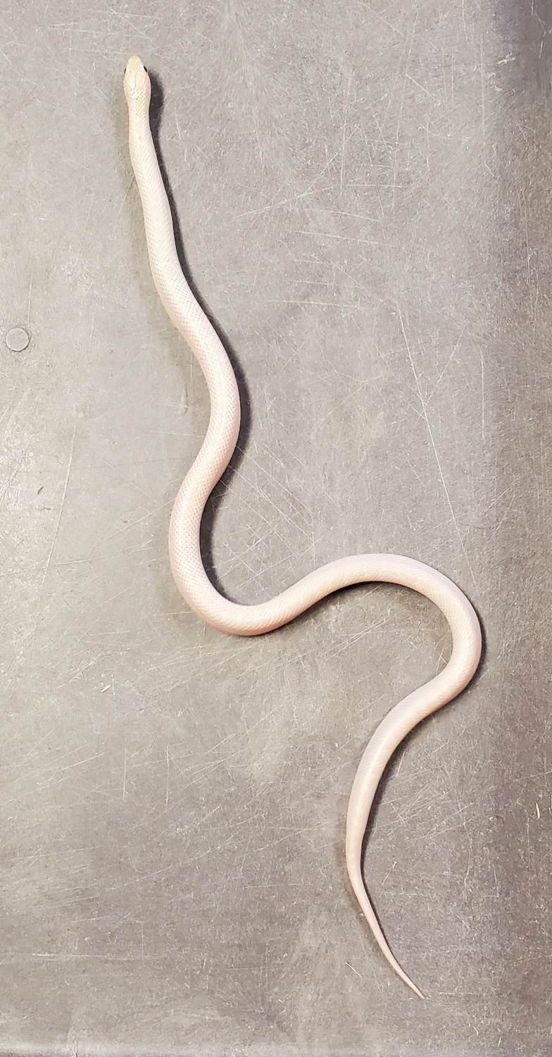 Ghost WhiteSided Brooks Kingsnake Brooks' Kingsnake by OG Reptiles