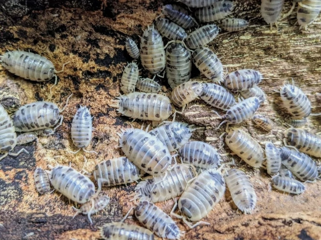 Dairy Cows Isopod by OG Reptiles MorphMarket