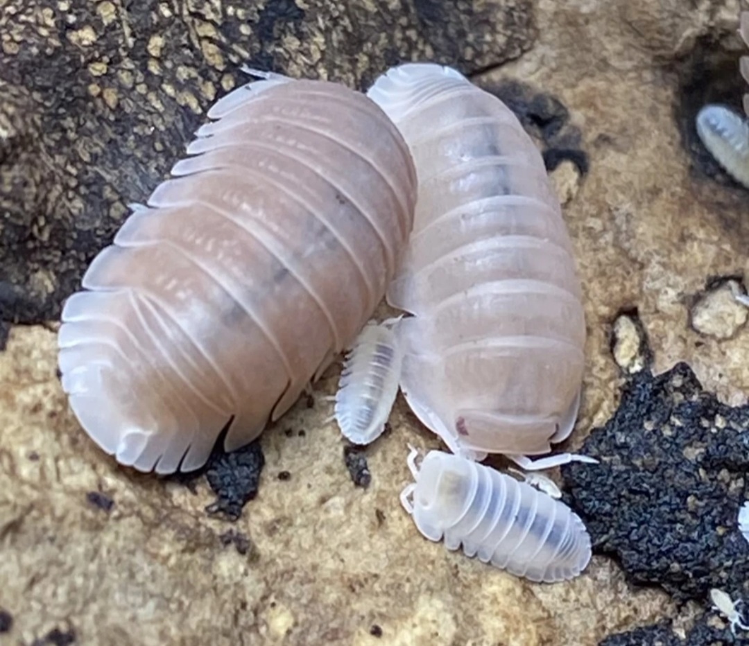 Papaya Isopod by OG Reptiles MorphMarket
