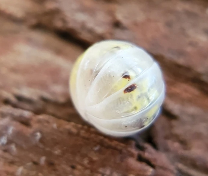Magic Potions Isopod by OG Reptiles - MorphMarket