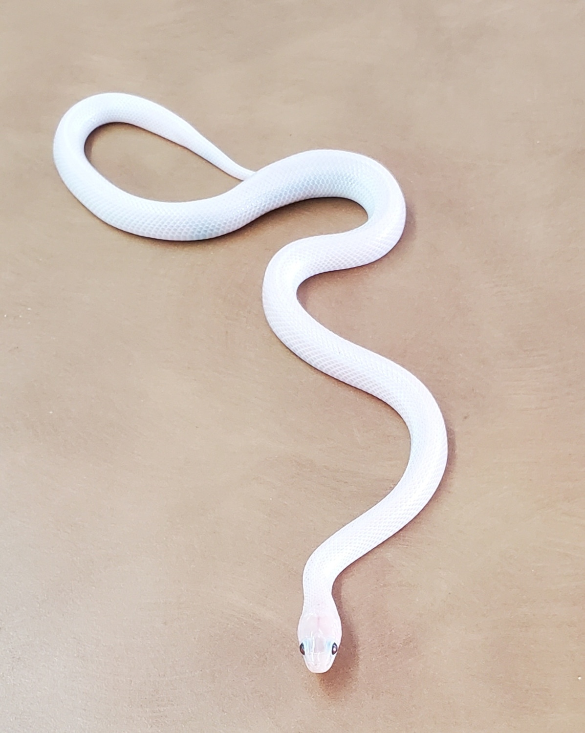 Ghost WhiteSided Brooks' Kingsnake by OG Reptiles MorphMarket