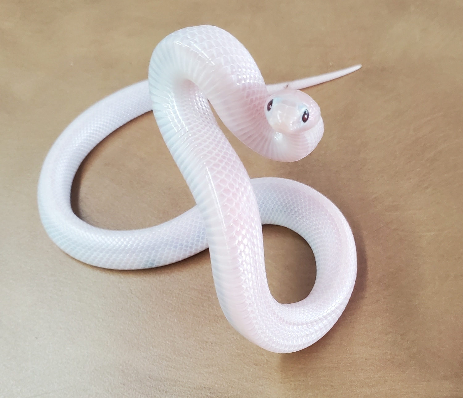 Ghost WhiteSided Brooks' Kingsnake by OG Reptiles MorphMarket
